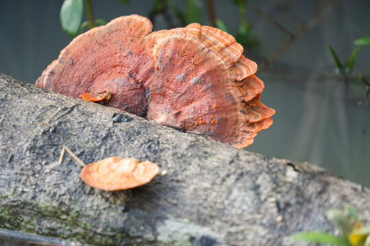 Close-up of vibrant orange bracket fungi (Pycnoporus sanguineus) growing on a fallen log in a tropical environment.
