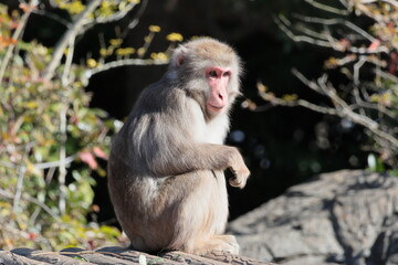 Fototapeta premium サル