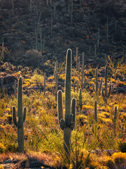 Obraz premium cactus in the arizona desert