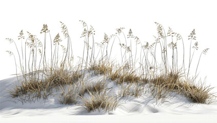 Coastal Beach Grass on White Sand Dune on Transparent Background. PNG.