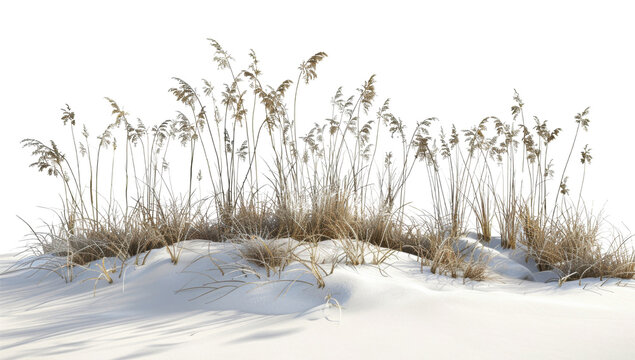 Coastal Beach Grass on White Sand Dune on Transparent Background. PNG.