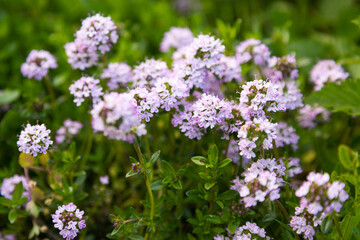 Obraz premium Wild thyme flowers blooming in green meadow close up