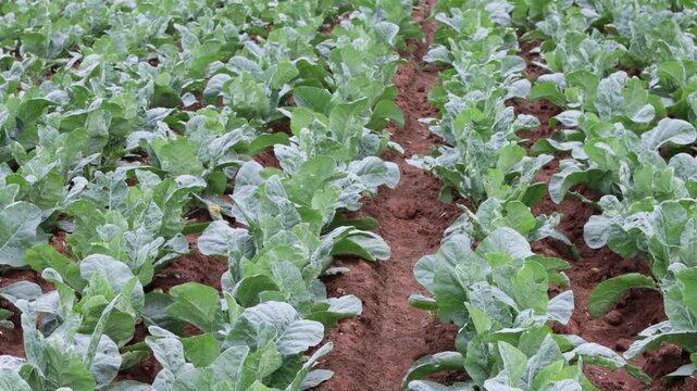 Rows of young green cabbage plants growing neatly aligned in dark brown soil within an extensive agricultural field setting