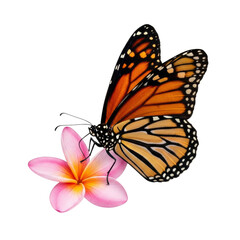 Fototapeta premium a flawless monarch butterfly with fiery orange wings perched gently on a delicate pink plumeria flower, extreme macro studio shot isolated on bright white, minimalist nature beauty