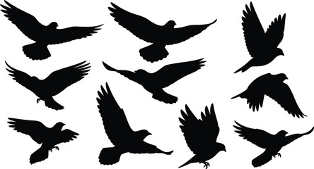Obraz premium Flying bird silhouettes set, black birds in multiple wing positions, avian wildlife flight collection isolated on white background