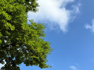 Obraz premium Green foliage of horse chestnut tree against sky.
