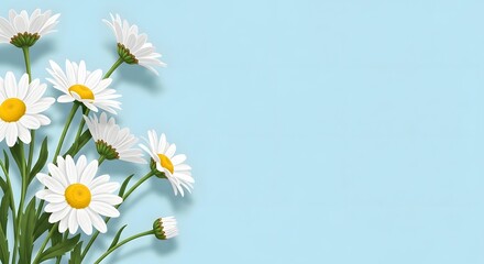Obraz premium White Daisy Flowers Blue Background Border Frame Design