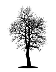 Solitary tree silhouette with leafless branches against a clear white background, casting a shadow at its base