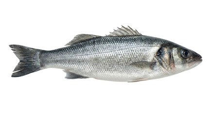 Obraz premium Fresh Raw European Sea Bass, a whole premium quality fish with vibrant silvery scales, ready for healthy cooking and gourmet cuisine, isolated on transparent background.