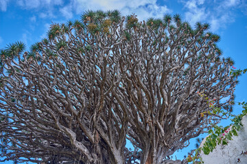 Majestic canopy of the Millennial Drago Tree highlighting its organic shapes in the north of Tenerife