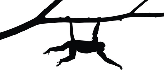 Primate hanging from tree branch silhouette, monkey or ape illustration, jungle wildlife art, black and white design, arboreal nature scene © E-Designs