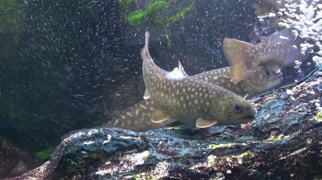 水中を泳ぐゴギの群れ  4K