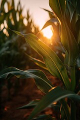 Sunlight illuminates broad green foliage of tall cereal stalks growing in a field during sunset