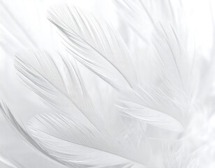 Fototapeta premium Soft, ethereal delicate white feathers cluster in a dreamy, airy composition, light gently illuminating their fragile forms