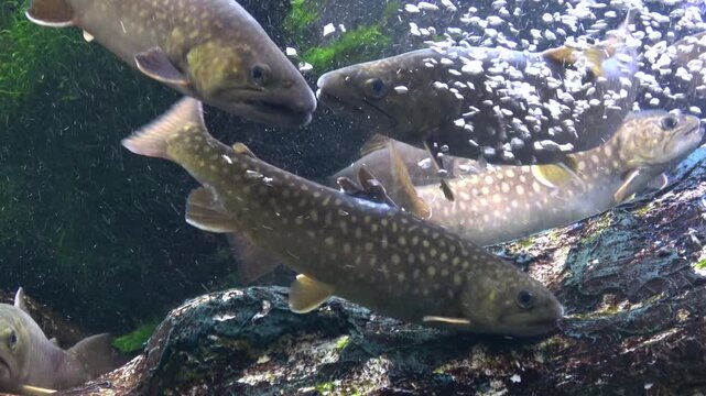 水中を泳ぐゴギの群れ  4K