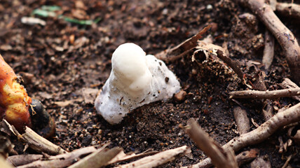 Obraz premium Polypore Bracket fungi. Mushrooms in soil background. Zoom fungi raw mushroom in nature. Science, biology. Fungus in wild and garden.