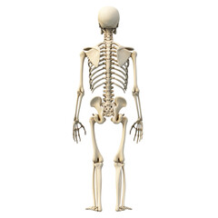 Human skeleton illustration isolated on transparent background