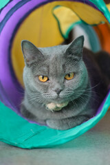 British Blue, British Shorthair cat in colorful cat tunnel tube, looking into the camera