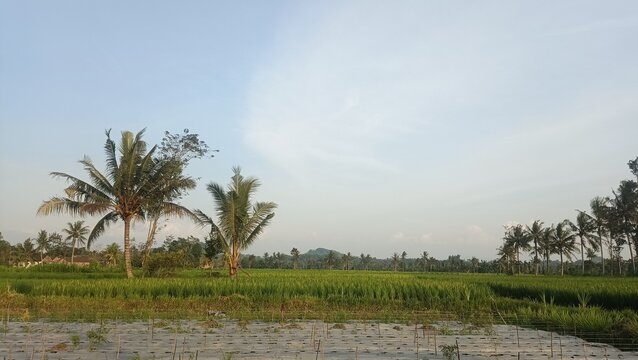 Rice Field Landscape Indonesia &ndash; Tropical Rural Farming with Palm Trees | Rice Field Scenery