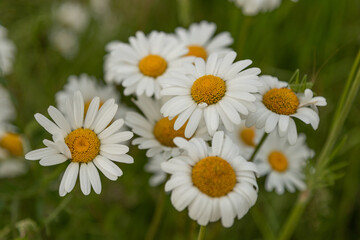 Bouquet of daisies against the background of the field. Blooming chamomile field
