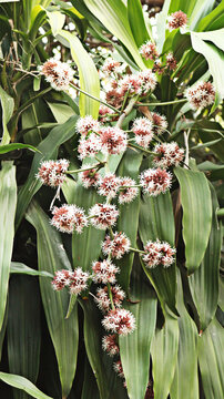 The blooming Dracaena fragrans flowers. The Asian tropical flowers. Biology of botany. Typical of monocotyledonous tropical ornamental plants in a natural habitat. inflorescence, actinomorphic.