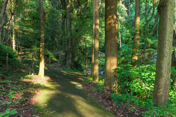 Obraz premium 森林浴(観光スポット) 「自然が描いた新緑と水のシンフォニー木漏れ日きらめく春の涼景」 西原村(白糸の滝) Forest Bathing (Tourist Spot) 