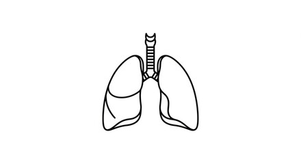 Anatomical illustration of human lungs and trachea from a frontal viewpoint, showcasing respiratory system details