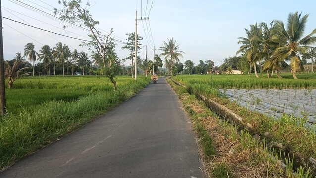 Rural Road Through Rice Fields Indonesia &ndash; Tropical Countryside Landscape | Rural Road Scenery