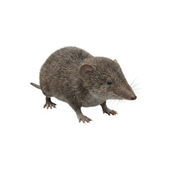 Brown mouse walking on hind legs isolated on transparent background high resolution png cutout