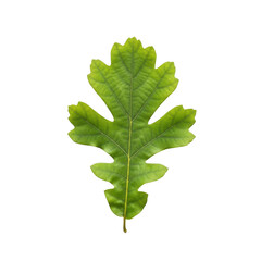 Green leaf isolated on transparent background