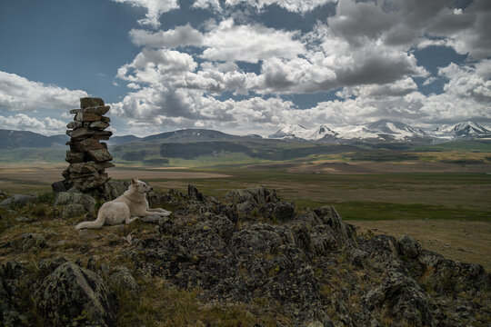  white shepherd dog lies next to a stone cairn oboo on a rocky mountain ridge, overlooking a vast, green valley and snow-capped peaks under a dramatic, cloudy sky