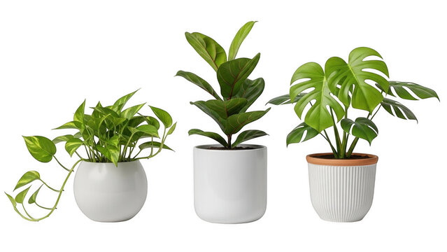 jalapeno pepper plants in pots Pot-a-Peno Pepper (F1 Hybrid 45-60 Days)
