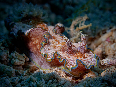Girled Glossodoris, Dorid Nudibranch(Glossodoris acosti)