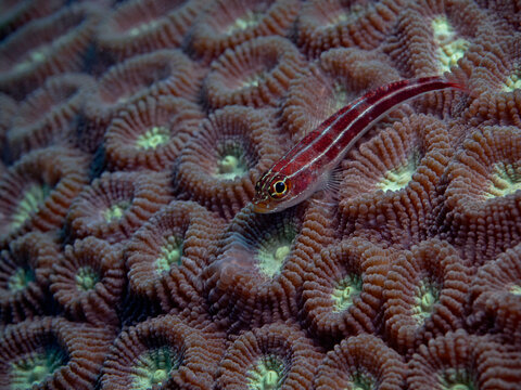 Tropical Striped Triplefin - Helcogramma striatum - Gestreifter Dreiflosser