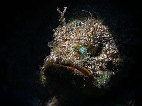 Raggy Scorpionfish - Scorpaenopsis venosa - Fetzen-Drachenkopf