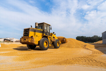 Obraz premium The farmers use a loader to pile up the mature wheat.