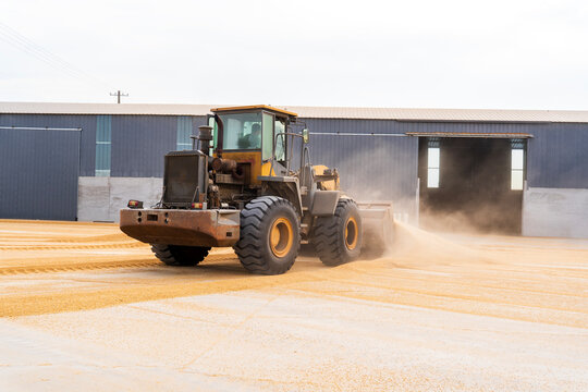The farmers use a loader to pile up the mature wheat.