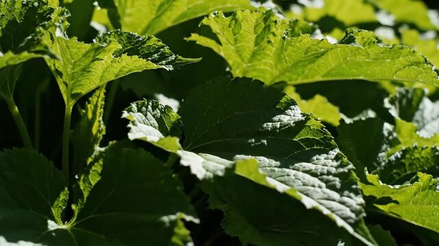 Broad and Deep Green Lovage Leaves with Natural Sunlight Texture and Detail