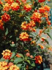Vibrant orange and yellow lantana flowers in bloom