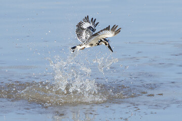 Pied Kingfisher, Ceryle rudis, flying over water in nature, black and white kingfisher with short, bushy crest and glossy dark bill, often hovers over water when seeking prey, fish prey in bird mount
