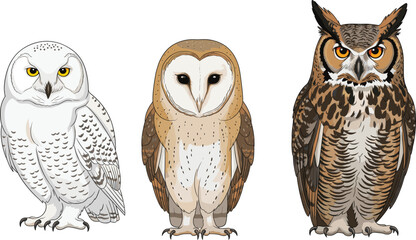 Realistic owl species illustration vector set featuring snowy owl, barn owl and great horned owl © EdGe Creative