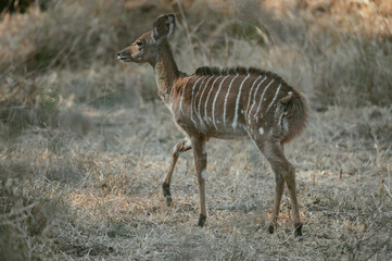 Young kudu walks through dry grassland bush on wildlife preserve