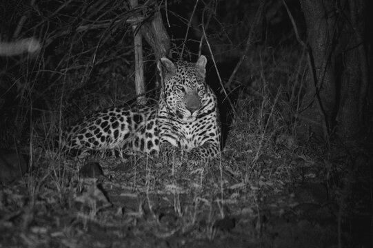 Leopard rests in forest during nighttime on private reserve