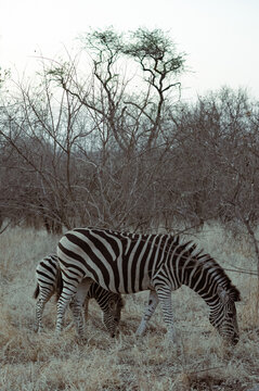 Mother and baby zebras grazing on dry grasses together at dusk