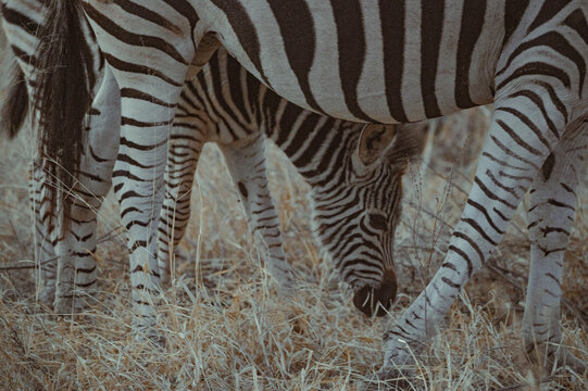 Young zebra grazes on dry grass near mother in a natural setting