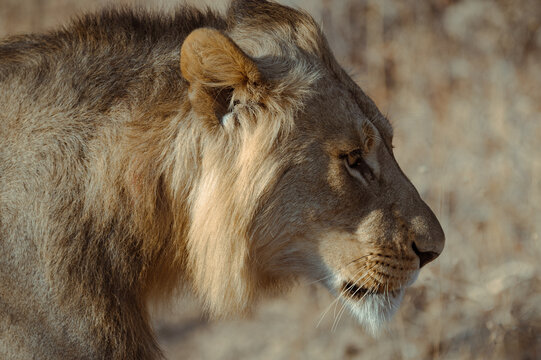 Fierce lion walks in grassland during late afternoon