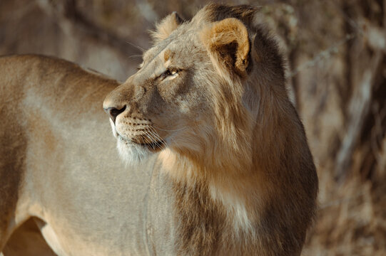 Lion standing still in the wild looking alert and aware