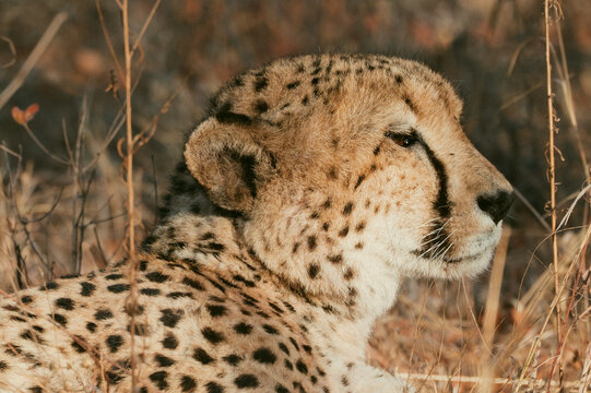 Cheetah resting in the grass during a sunny day in the wild