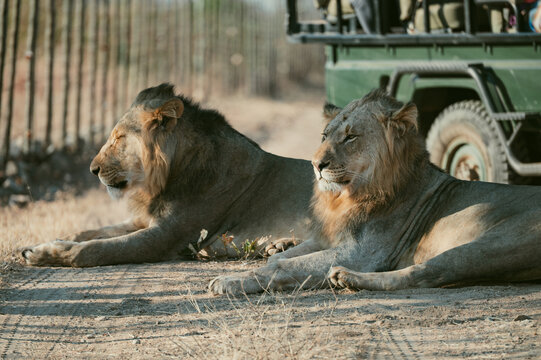 Two lions resting by a safari vehicle on a sandy road