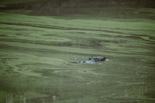 Hippo peeks out of swampy green water at wildlife reserve